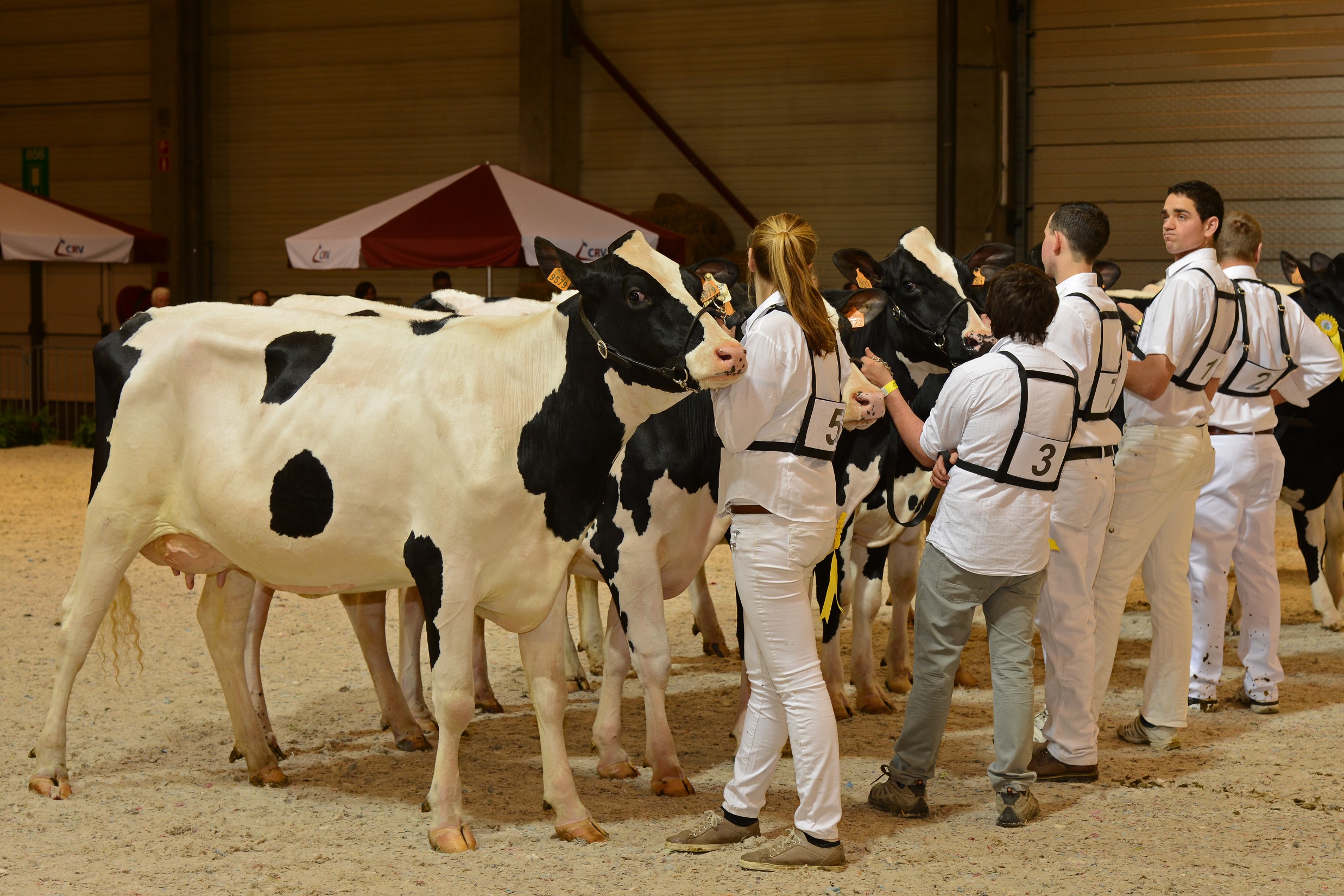 Veeteeltsector In De Schijnwerpers Op Agriflanders - Melkveebedrijf.be