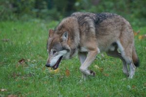 Wolf bijt gezonde koe dood in Oudsbergen