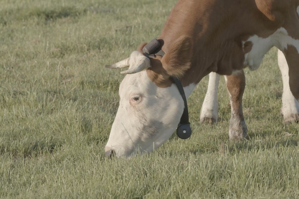 Virtuele afrastering: vooralsnog geen effecten op welzijn vee