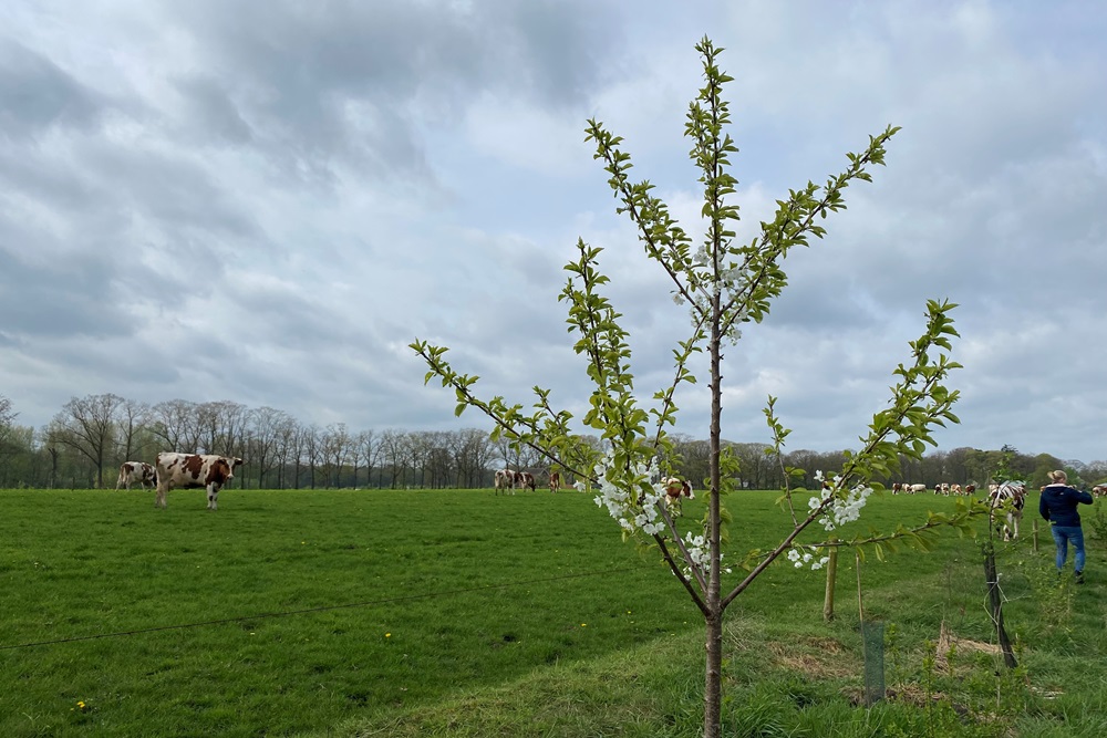 Wat zijn de belangrijkste uitdagingen bij agroforestry?