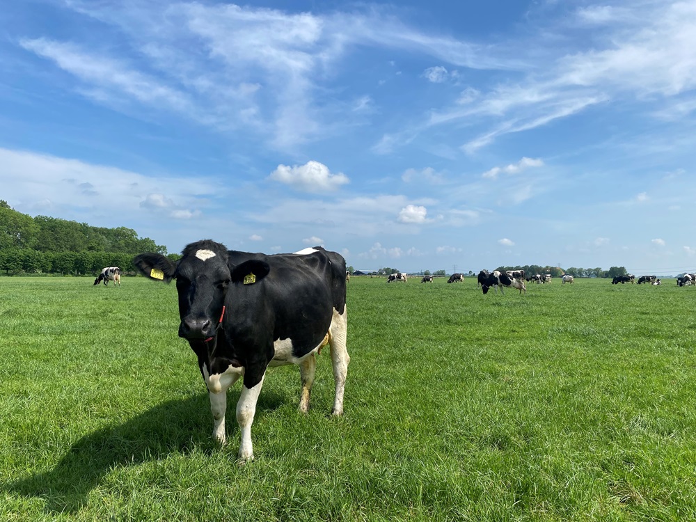 OmniGen: "Gezonde koeien zijn voor ons het allerbelangrijkste"