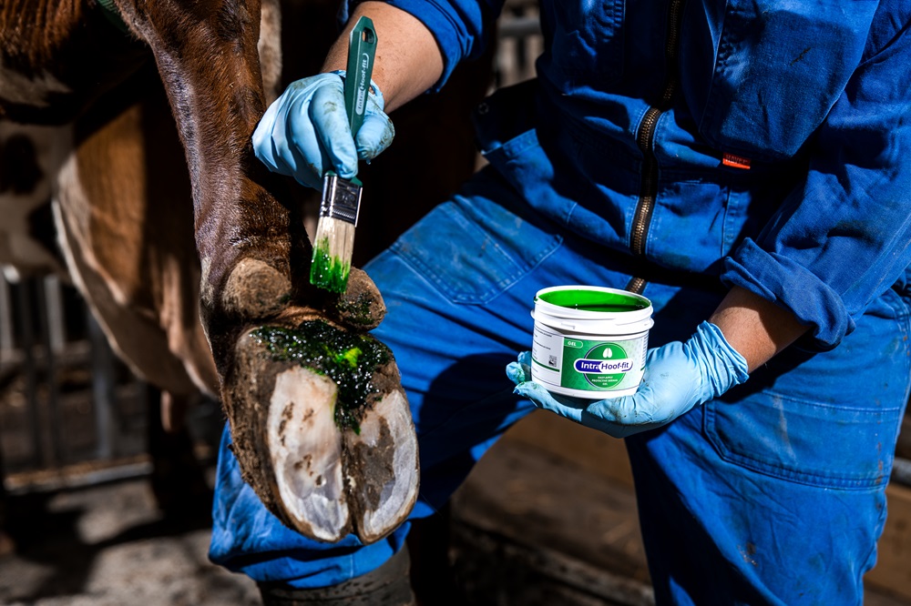 Mortellaro komt niet vaak voor op het bedrijf. Als er een geval is, wordt de klauw schoongemaakt en behandeld met Intra Hoof-fit Gel en vervolgens goed ingepakt.