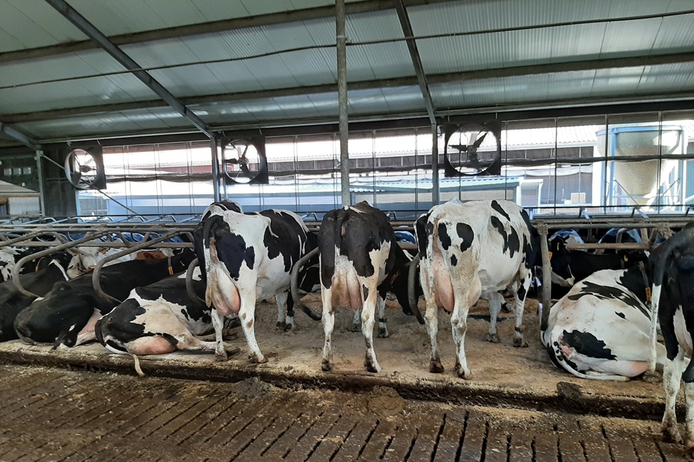 GD: Voorkom mastitis met ligboxstrooisel