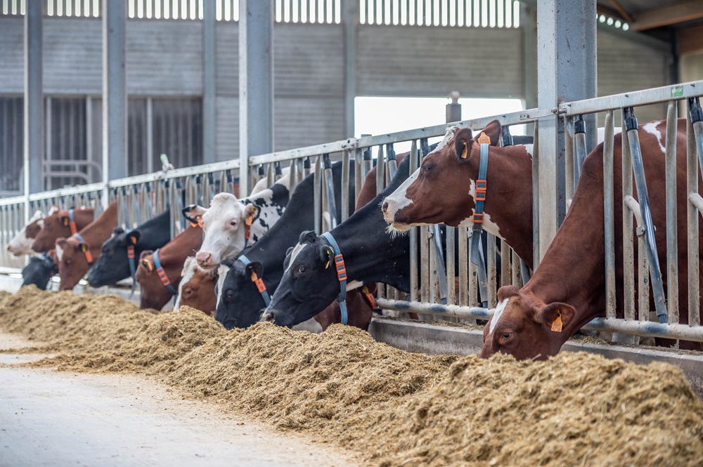 Nutex: Verhoog de melkproductie op jouw bedrijf