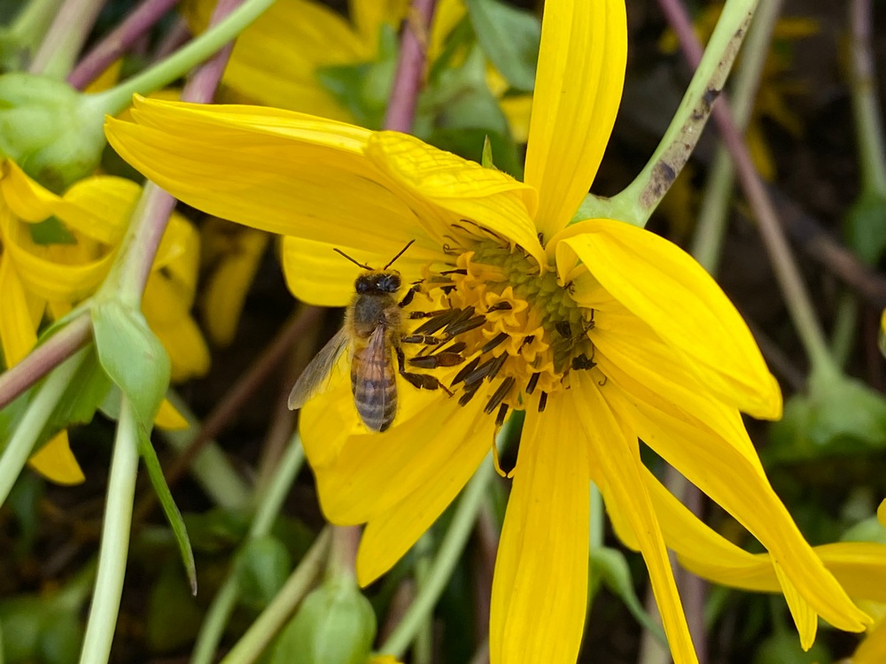 De bloemen van silphia zijn geel en trekken bijen aan.