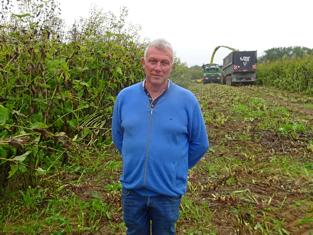 Alain Delvaux oogst zijn silpha voor biomethanisatie. Hiervoor wordt de plant slechts één keer per jaar geoogst met een hakselaar uitgerust met een maïsvoorzetstuk.