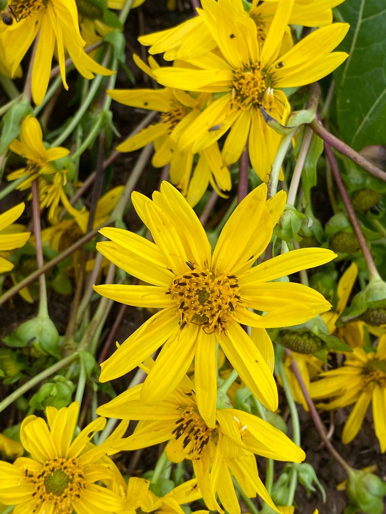 De bloemen van silphia zijn geel en trekken bijen aan.