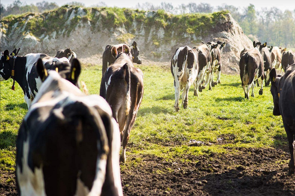 Landbouw in 2024: rundveestapel daalde met 1,8 procent