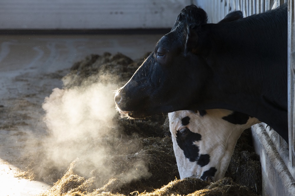 Winterrantsoen 2024: Er zit meer in dan je denkt