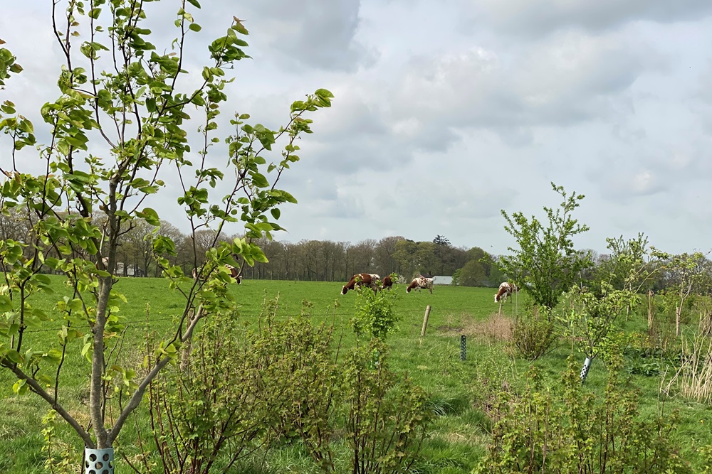 Agroforestry van start met Ontwerpkaart prefab voederhaag