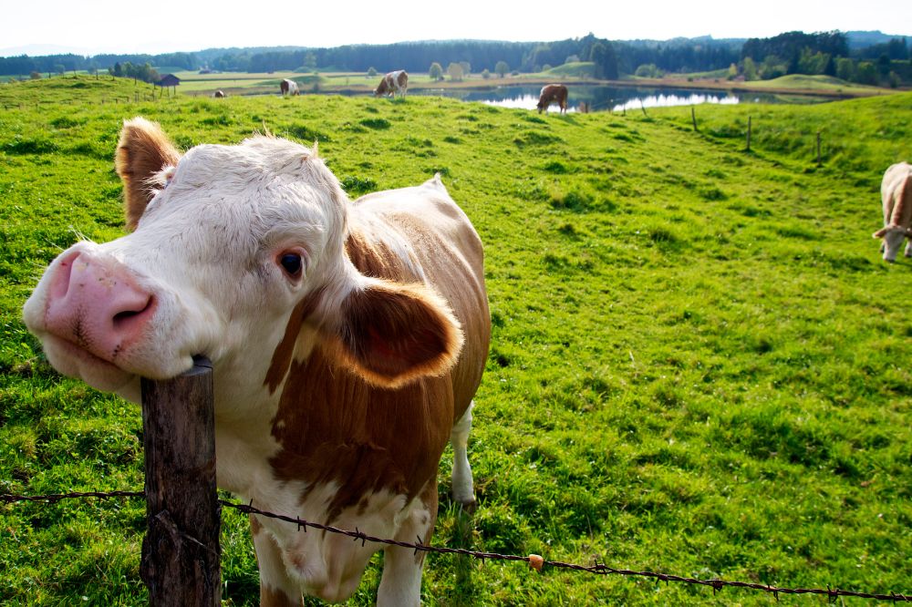 Melkveesector krimpt het hardst in Duitsland