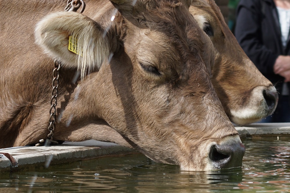 PFAS in runderen: nieuwe richtlijnen voor voedselveiligheid