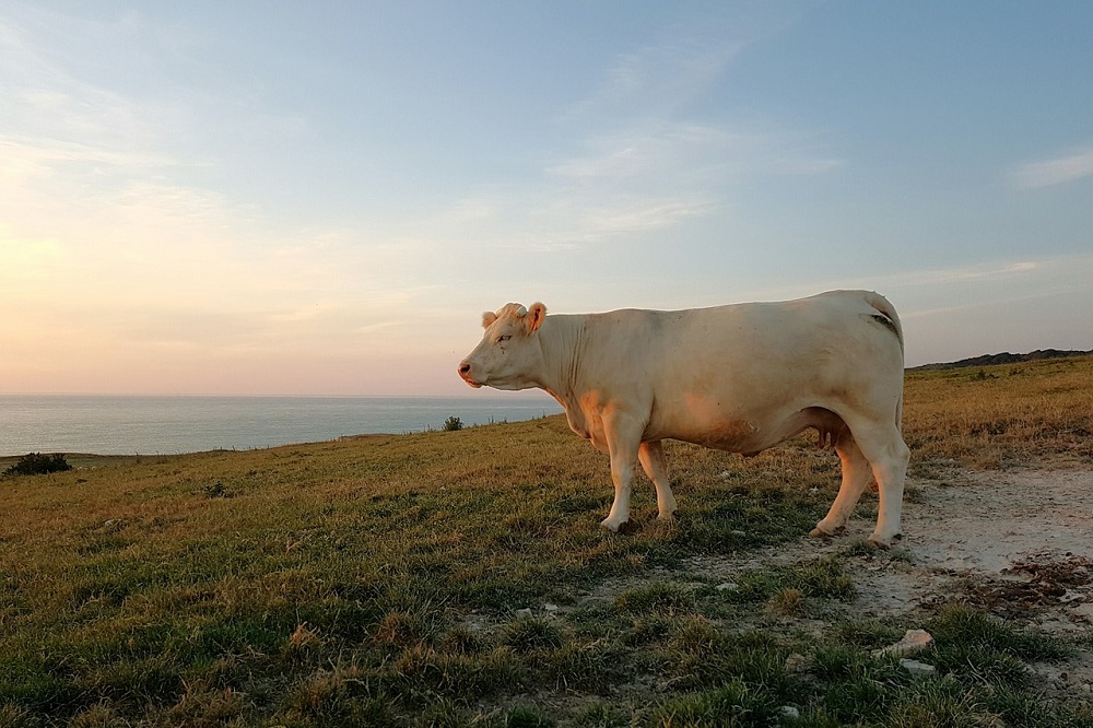 Franse boeren niet mals voor milieupolitie 