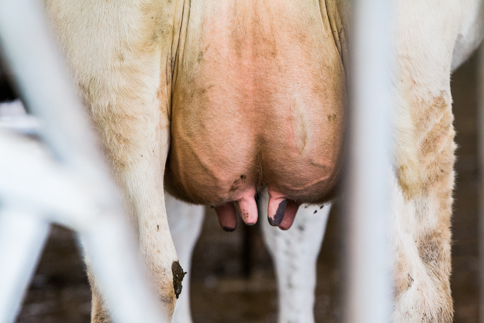 DeLaval brengt nieuw speendesinfectiemiddel Titan op de markt