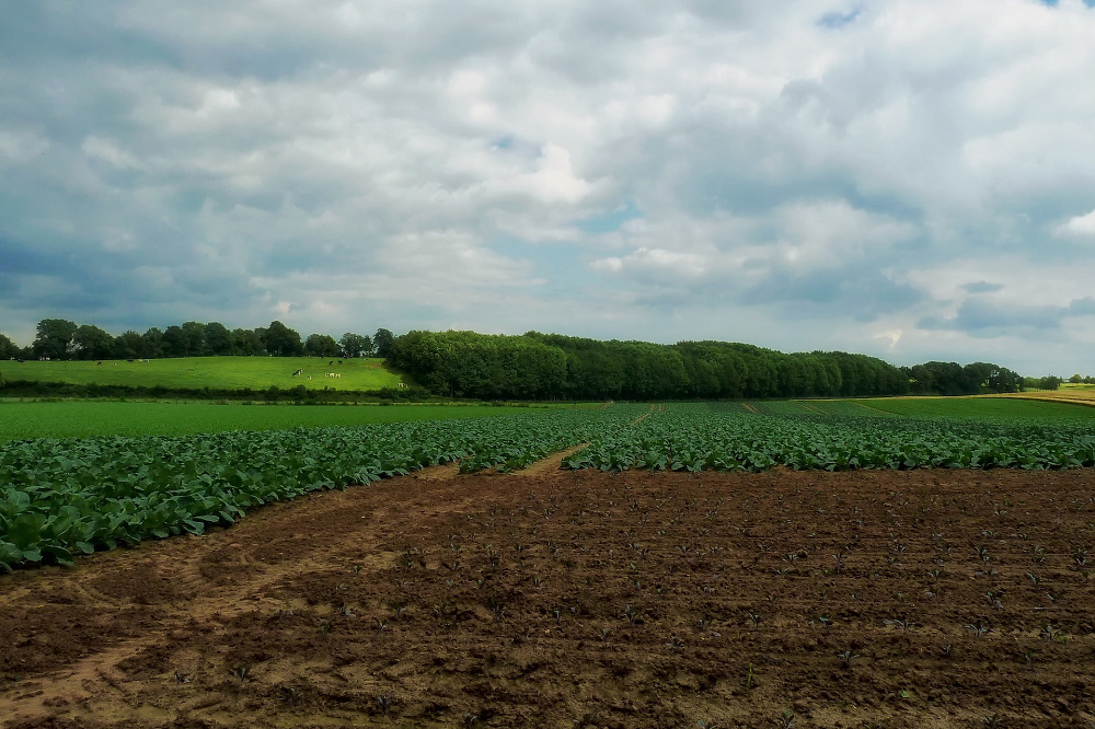 Steun voor elf initiatieven die de Vlaamse agrovoedingsketen versterken