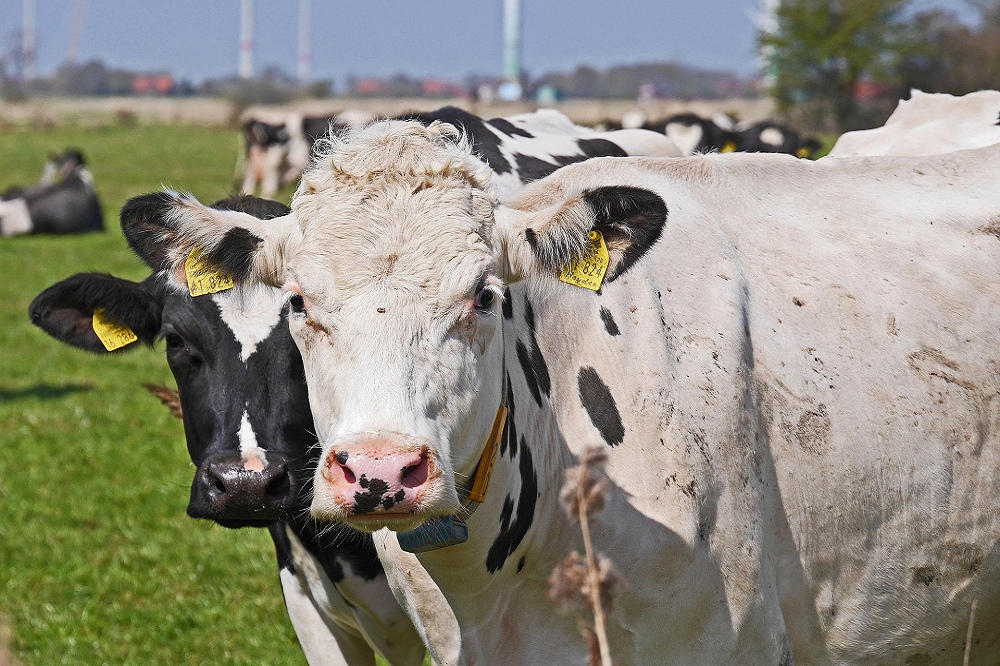 Krimp in aantal koeien zorgt voor afnemende melkproductie EU