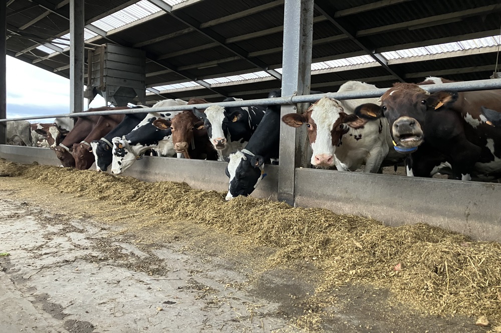 Familie De Blanger voegt al vier jaar OmniGen AF toe aan het rantsoen