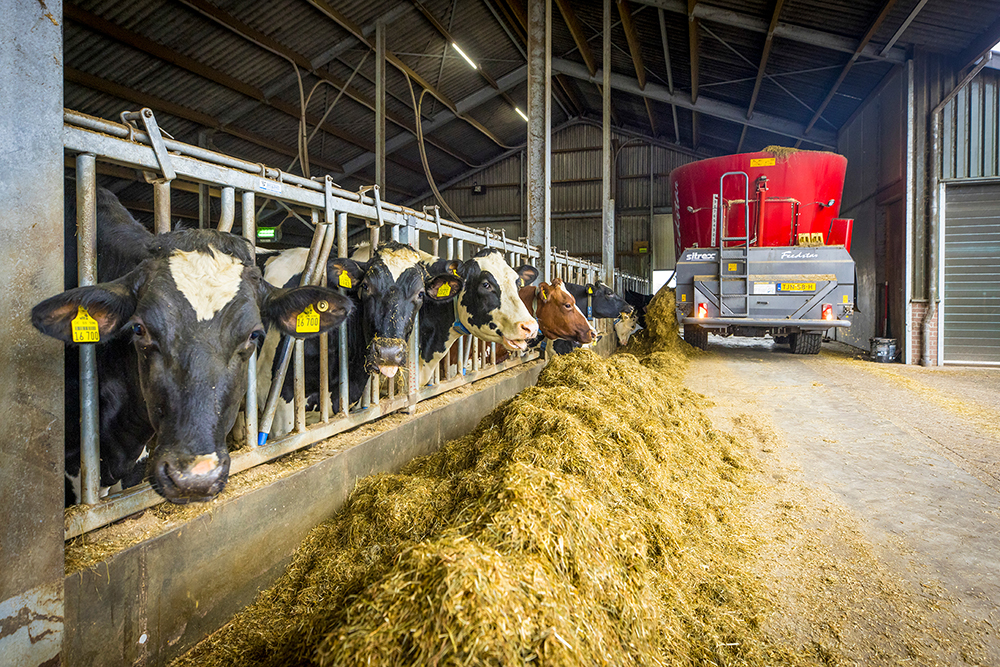 Meer melk en vlees uit eigen voer